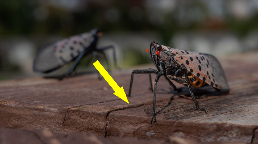    Инопланетяне или природные суперспособности: как китайские города создали нашествие светящихся вредителей