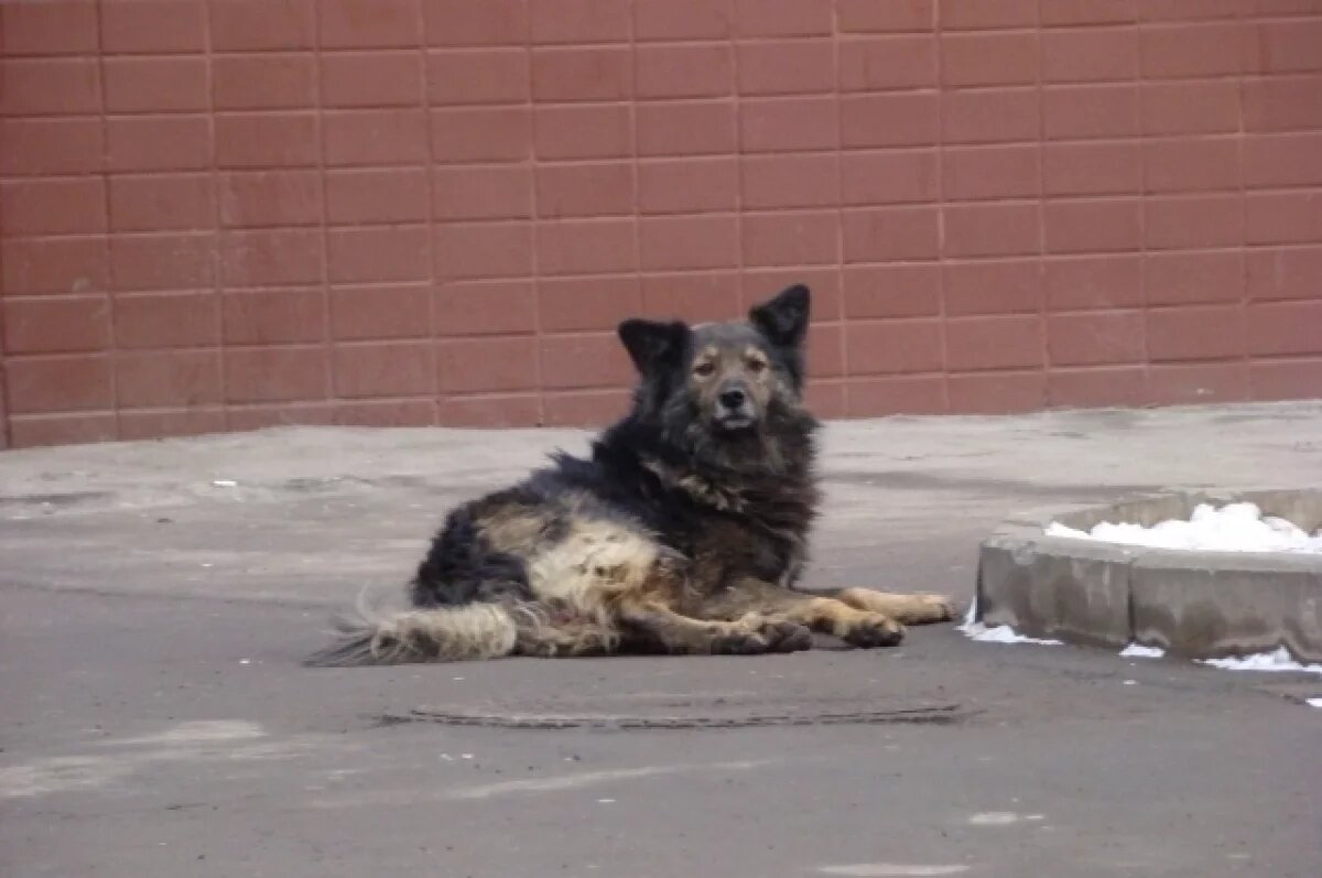    Во Владимире возобновили отлов бродячих собак