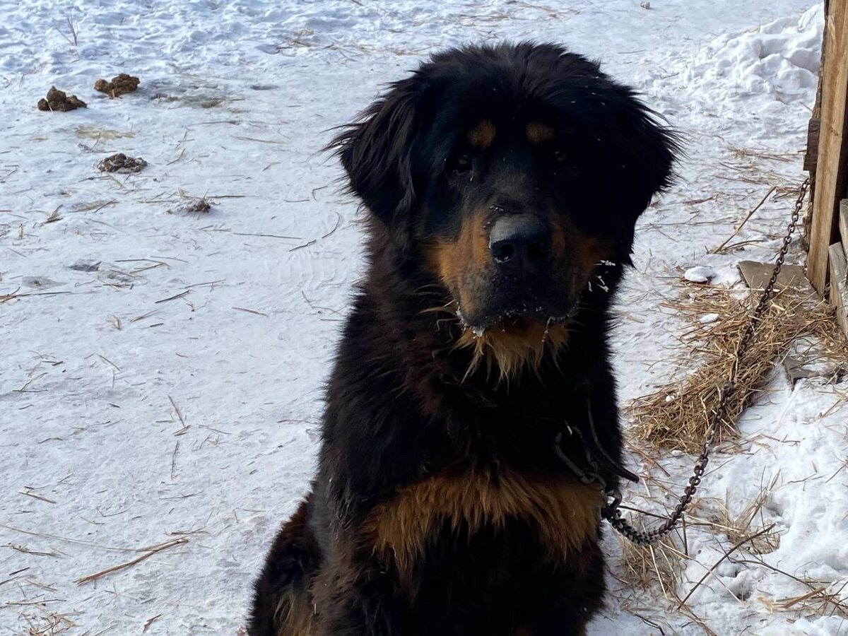 Вот такая красотка вчера к нам приехала из отлова. Будет жить в будке.