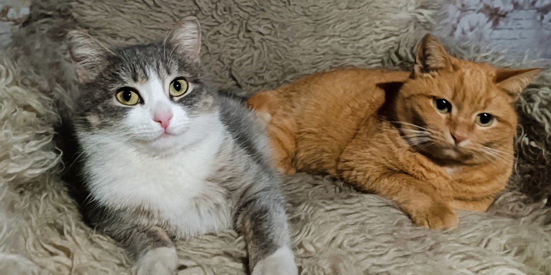 Мочекаменная болезнь у кошек