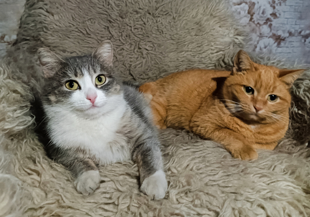 Мои кошечки