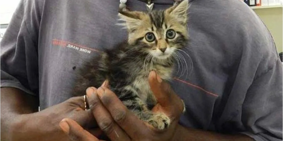 Аркадий Семёнович спас котенка. А что произошло дальше поразило всех до глубины души