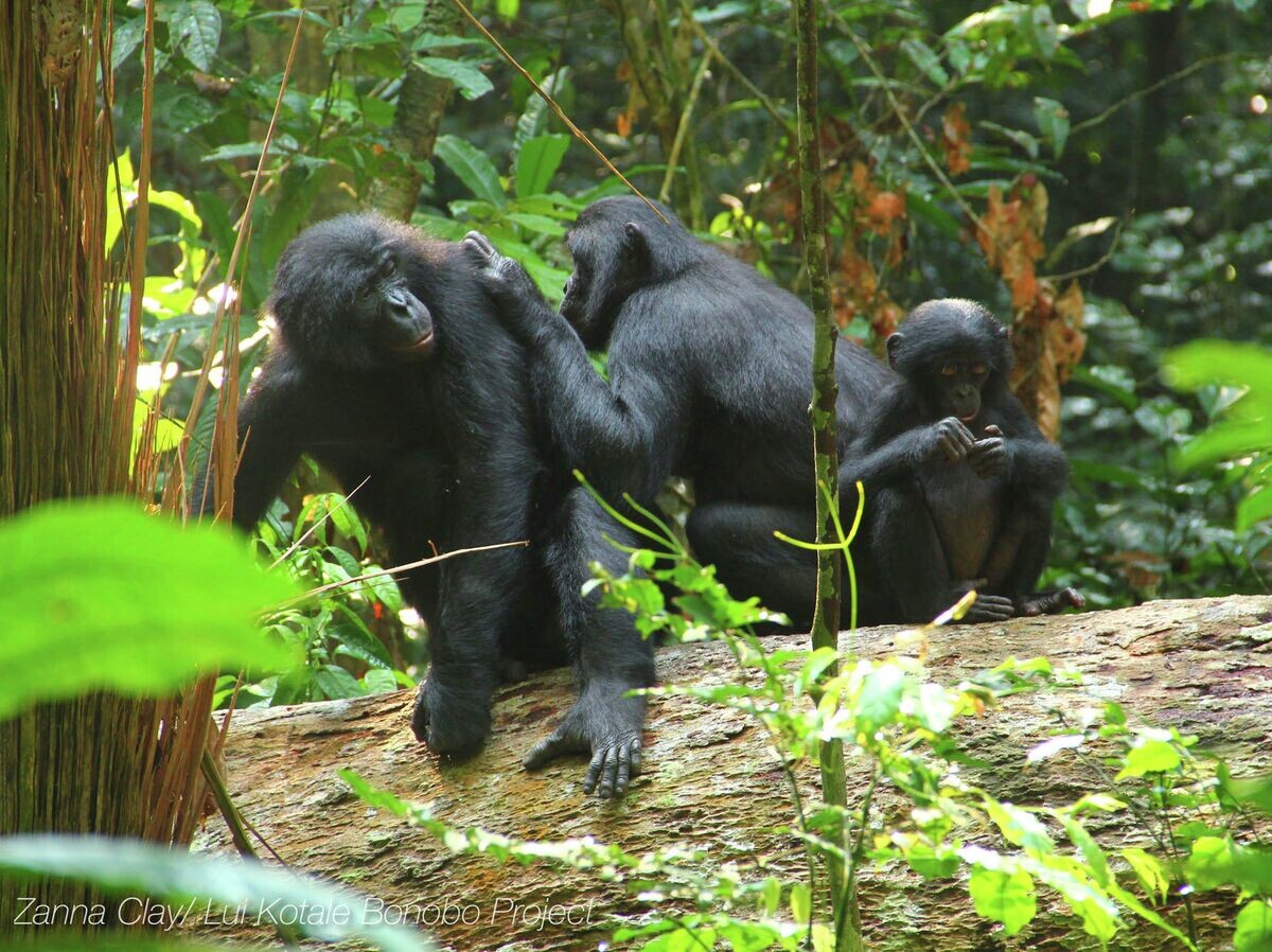    Шимпанзе-бонобо в лесах Конго | © Фото : Zanna Clay/Lui Kotale Bonobo Project