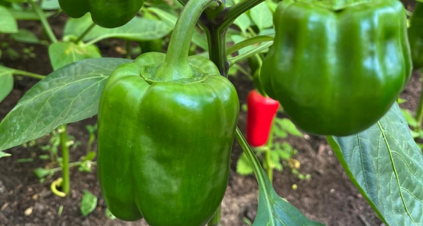    фото women365.ru