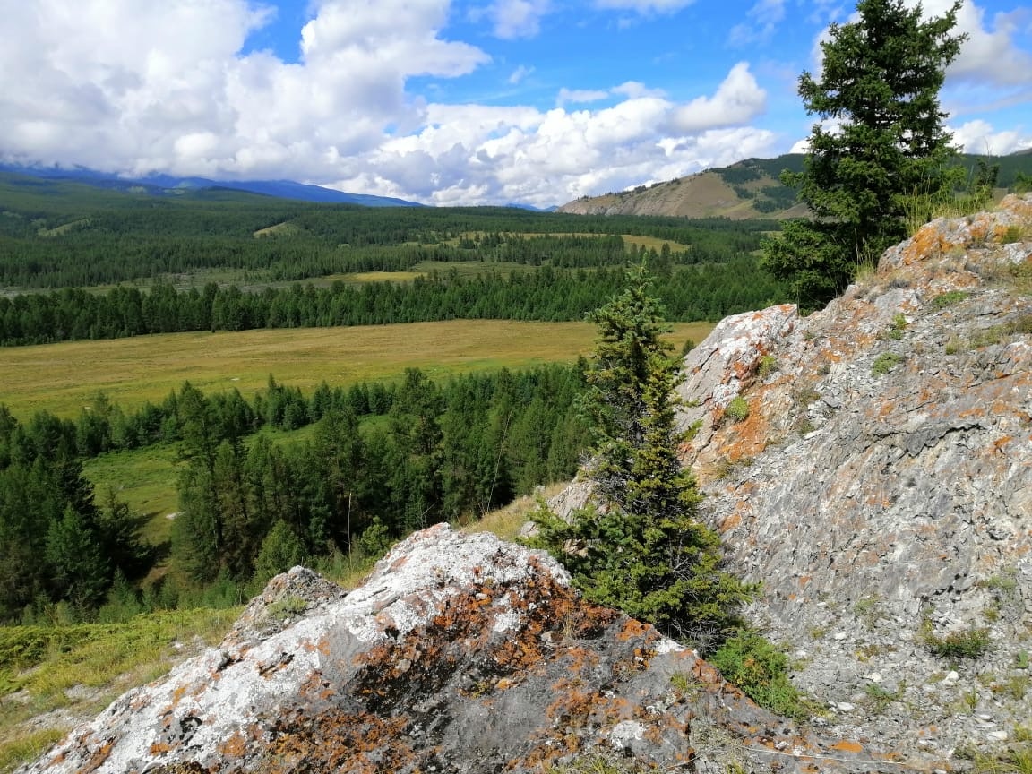 Ель сибирская (Picea obovata).