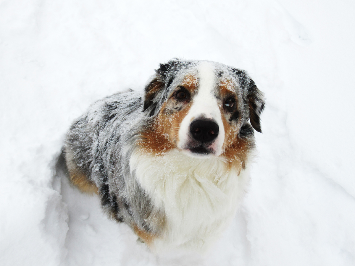Заметает зима, заметает...