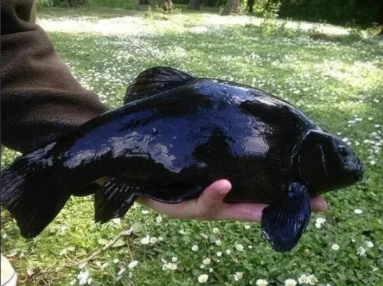 Почему линь бывает чёрный