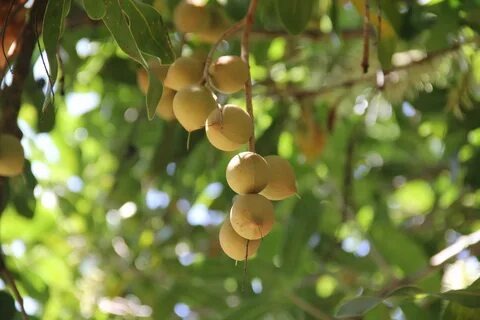 Орехи макадамия на ветке дерева. Источник: https://avatars.mds.yandex.net/i?id=fe7af624043cd31affd928c89057bdf73b33f6ce-12421159-images-thumbs&n=13