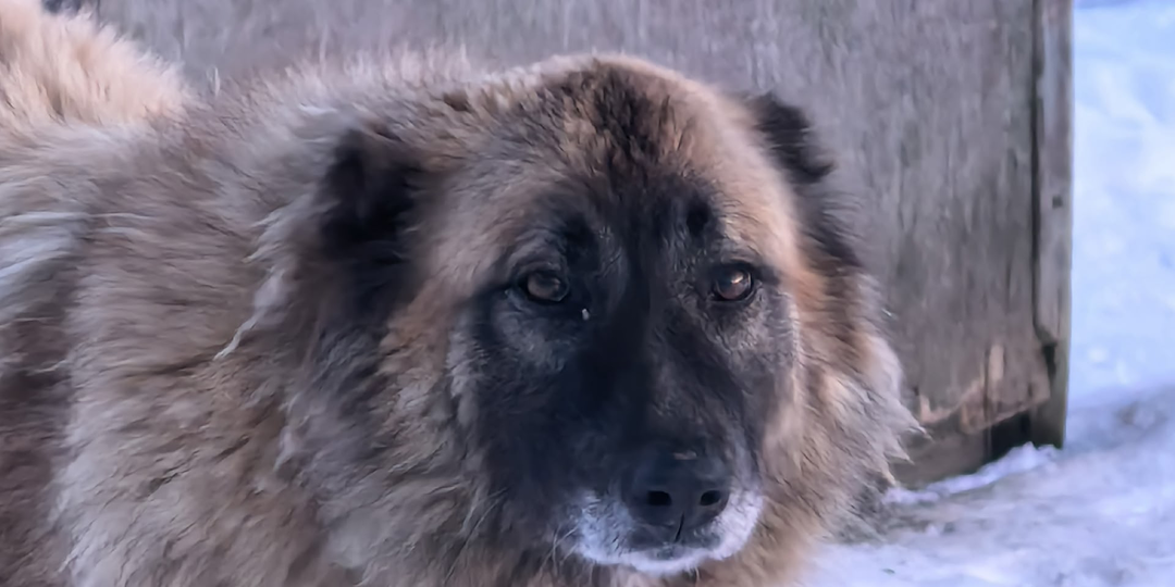 Нет ни пелёнки, ни перчатки, ни сена, ни крошечки еды! Приют погибает, пожалуйста, на помощь!!!