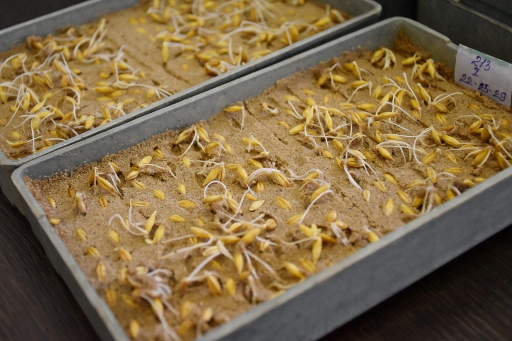      Образец ярового ячменя показал отличную всхожесть Светлана Кишинько