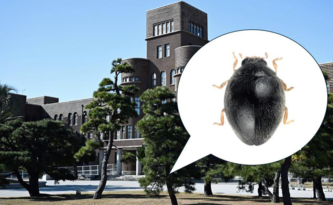 Фото: Munetoshi Maruyama / Kyushu University