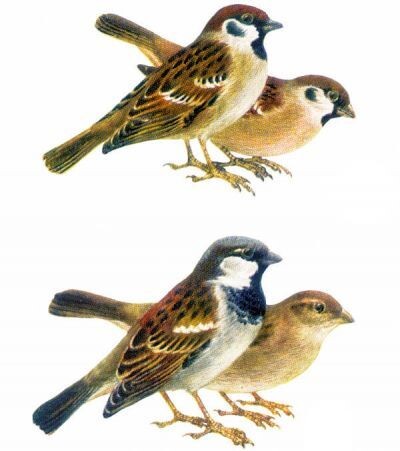Сверху полевой,  самец и самка, внизу домовый самец и самка