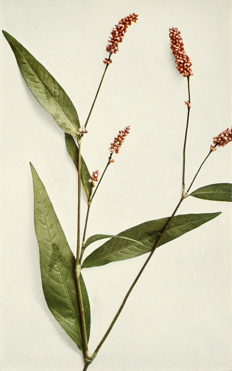 Горец шероховатый (Polygonum scarbrum Moench)