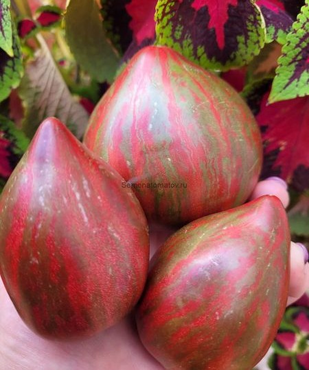 Томат Пурпурный Дождь (Фиолетовый Рейн): экзотический цвет и насыщенный вкус