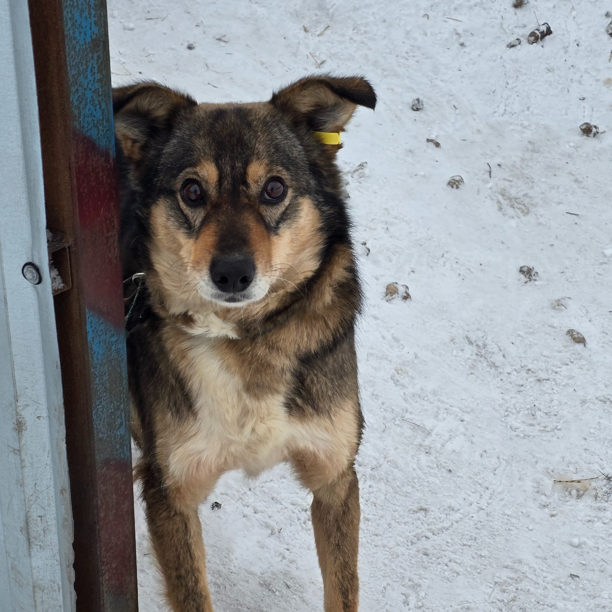 взгляд полный надежды и тоски