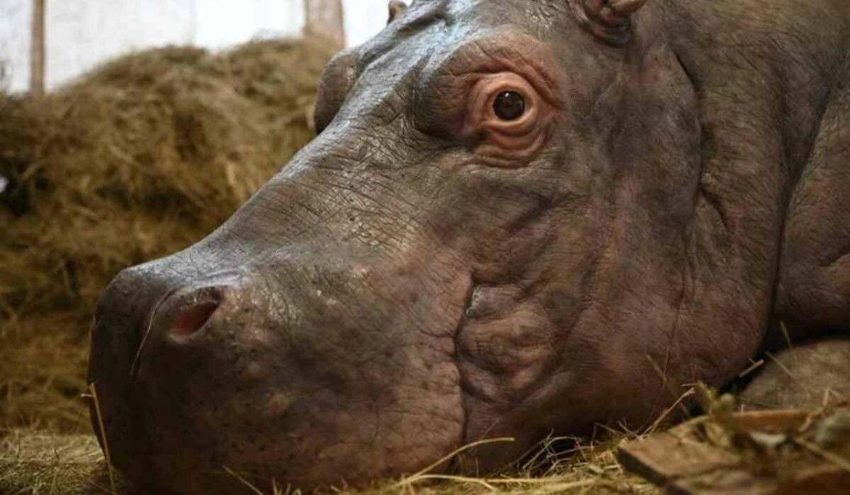     Бегемот. Источник: spb.kp.ru Автор фото: Алексей Булатов