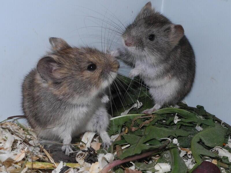 © Фото: www.sbras.info