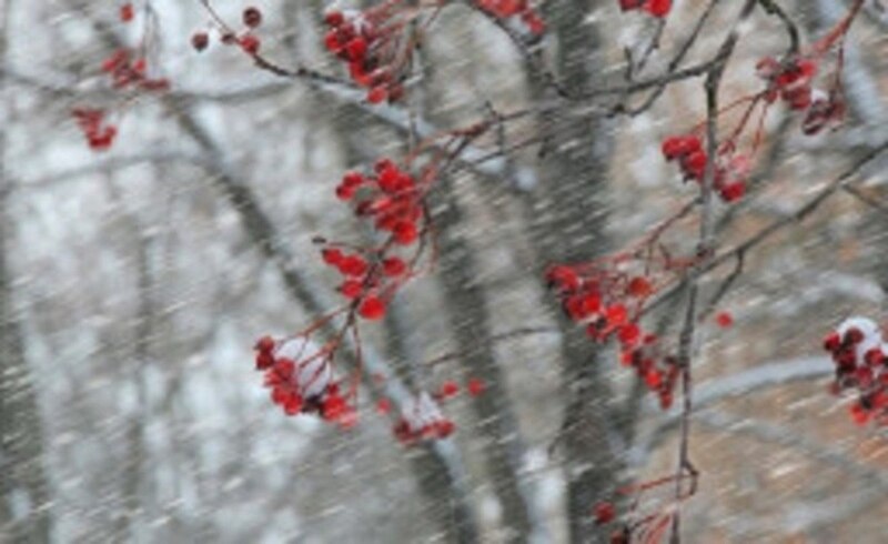    Фото сайта Гидрометцентра России Валерия Стальная