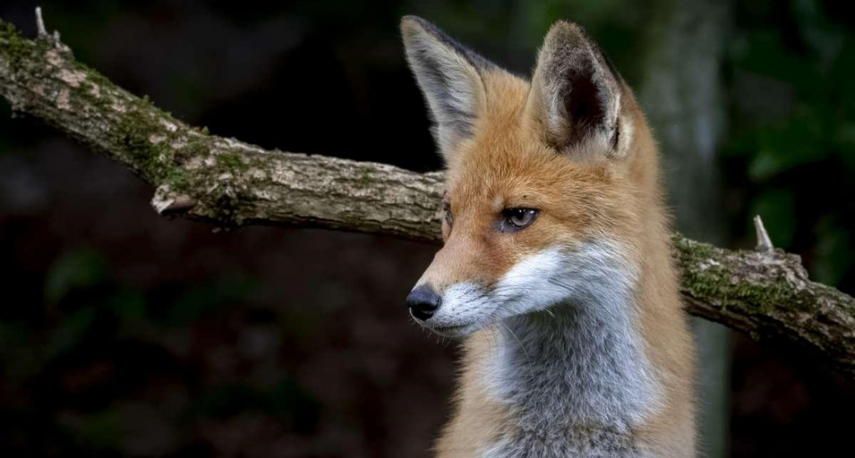    freepik.com с сайта www.niann.ru