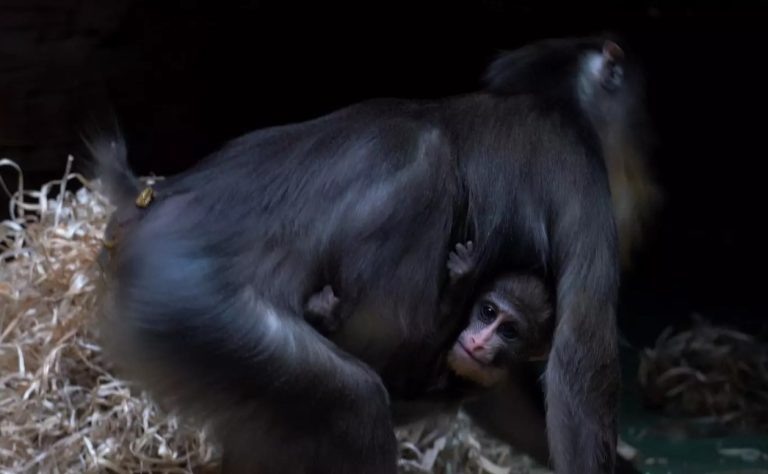    Фото: пресс-служба Московского зоопарка Алена Мищенко