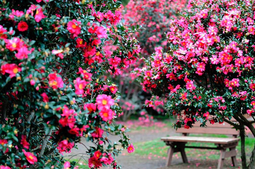 Сказочный сад камелий в Корее