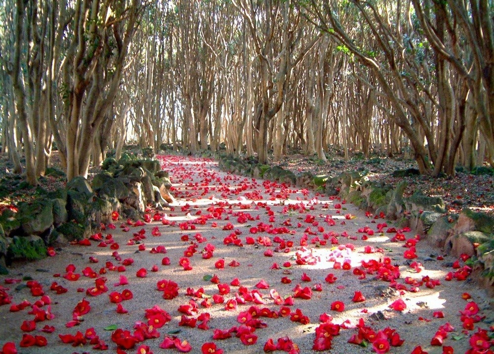 Обратите внимание! У камелий опадают не лепестки, а цветы целиком.