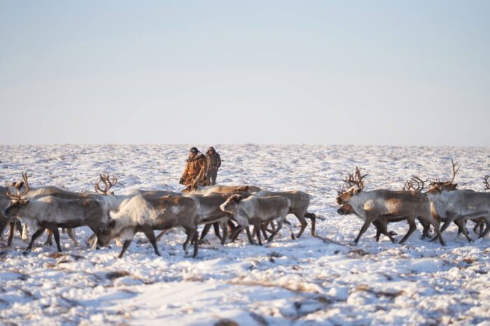              Оленеводство – основа сельского хозяйства Чукотки / фото: телеграм-канал Владислав Кузнецов