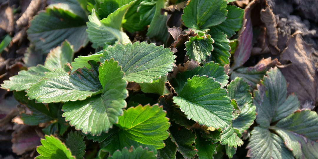 "Обязательная подкормка Клубники после схода снега": полейте ей грядки и клубника порадует богатым урожаем