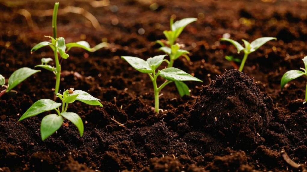 Особое внимание надо уделить подготовке грунта для рассады