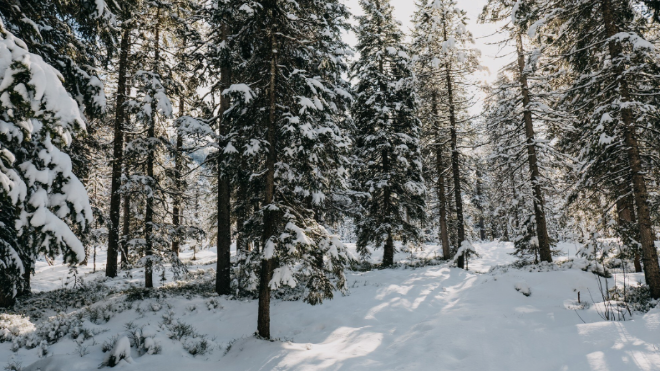 Фото: https://ru.freepik.com/free-photo/forest-surrounded-by-trees-covered-snow-sunlight-winter_10292535.htm#