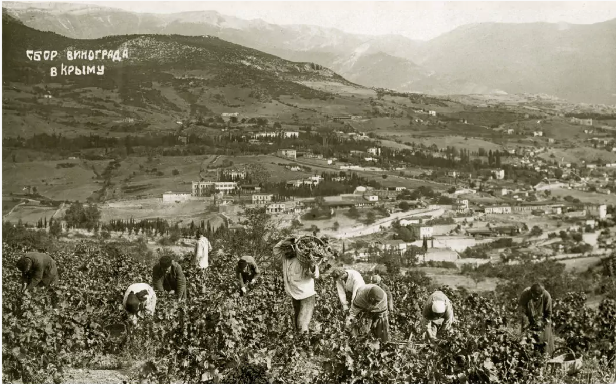 сбор винограда