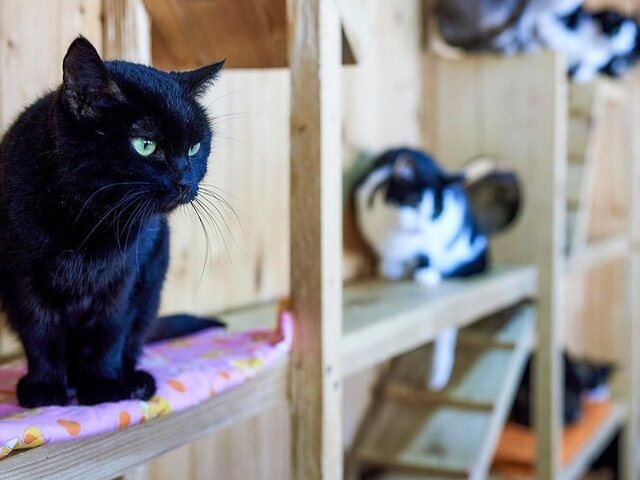    Фото: портал мэра и правительства Москвы/Максим Денисов