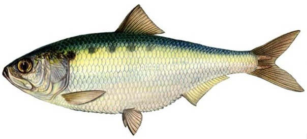 Азовский пузанок.