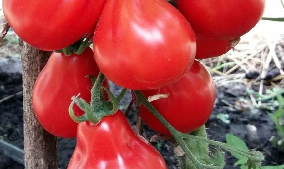 Популярные сорта розовых томатов. Обзор 7 достойных сортов на заметку. Отзывы огородников.