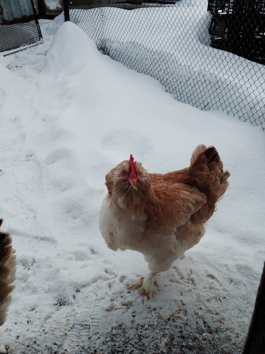 Курочка Фавероль. 