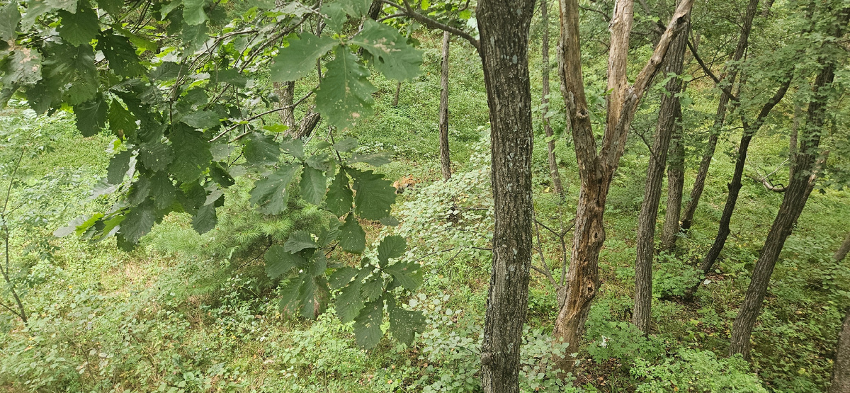 найди тигра на фото