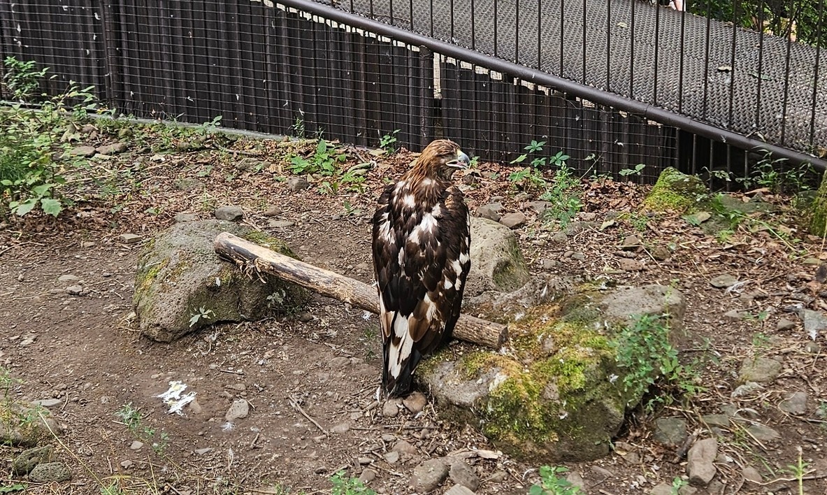 слепой беркут