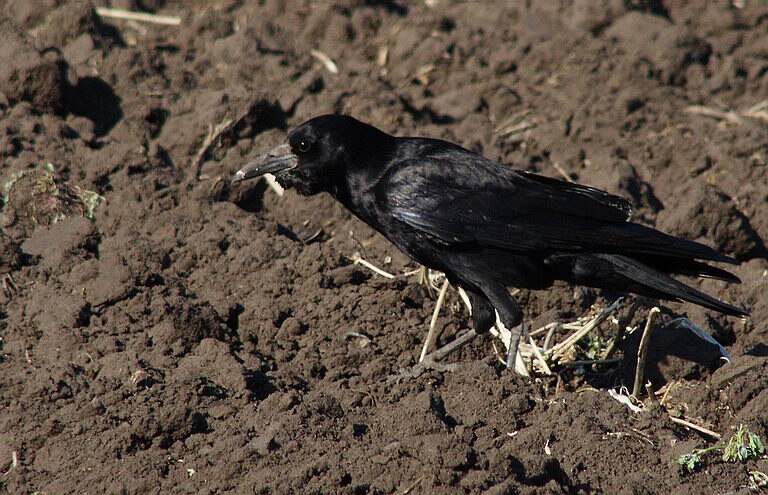 картинка из интернета