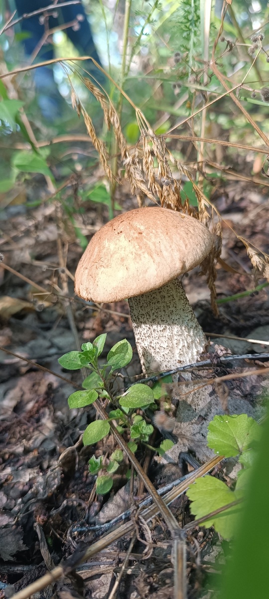 Ольга Браун
