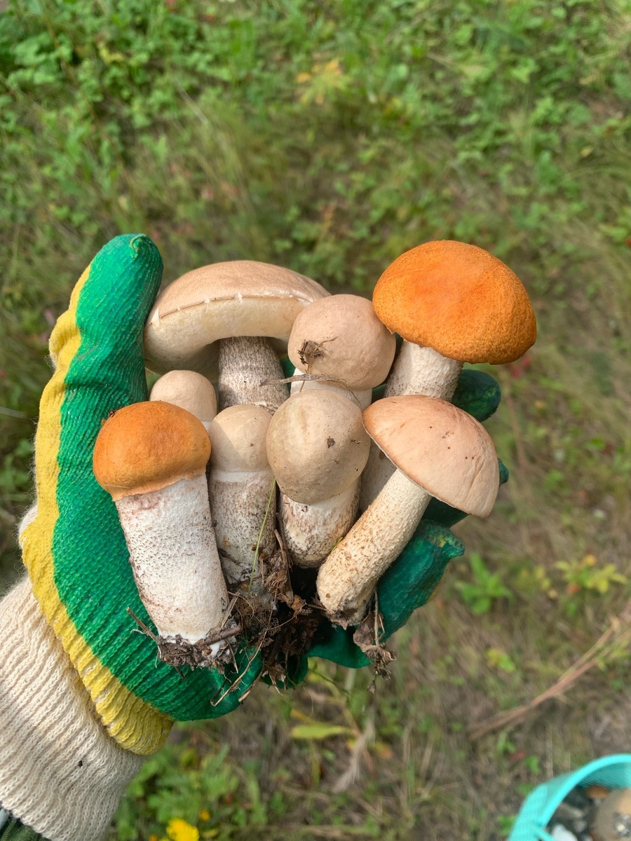 Spring Thaw. Букет.Подберезовики + подосиновики= Лецциниумы))