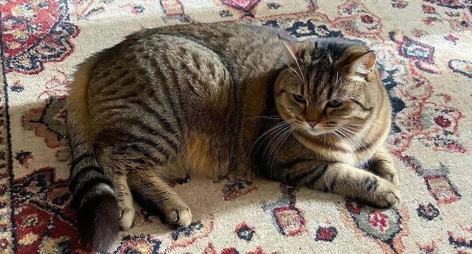    REGIONS/Сгенерировано нейросетью