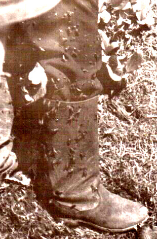 В этот раз аэродромом «наслаждений» пауты выбрали брюки и кирзовые
сапоги, где в нирване могли сидеть целыми часами