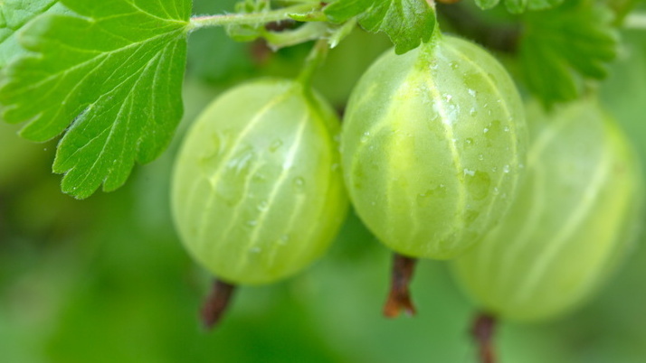 Разница в размере ягод поражает - теневые крупнее на треть