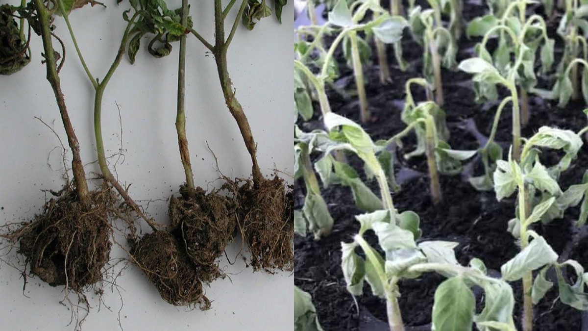 Результат подкормки рассады банановыми корками - плесень и гибель растений