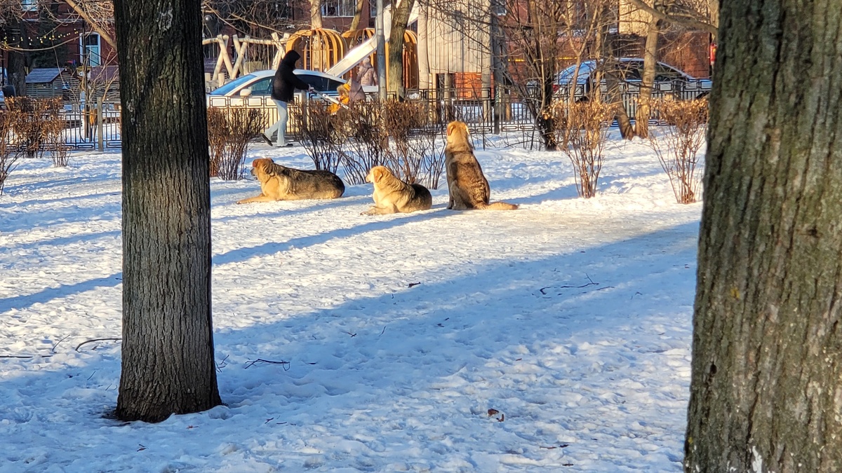     Бездомные собаки в Воронеже. Автор: редакция. Фото: редакция.