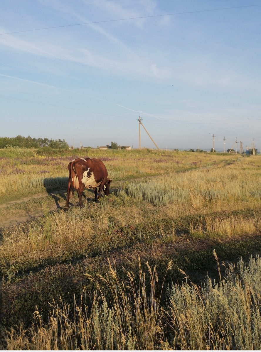 Ириска ушла туда, где всегда сочная трава