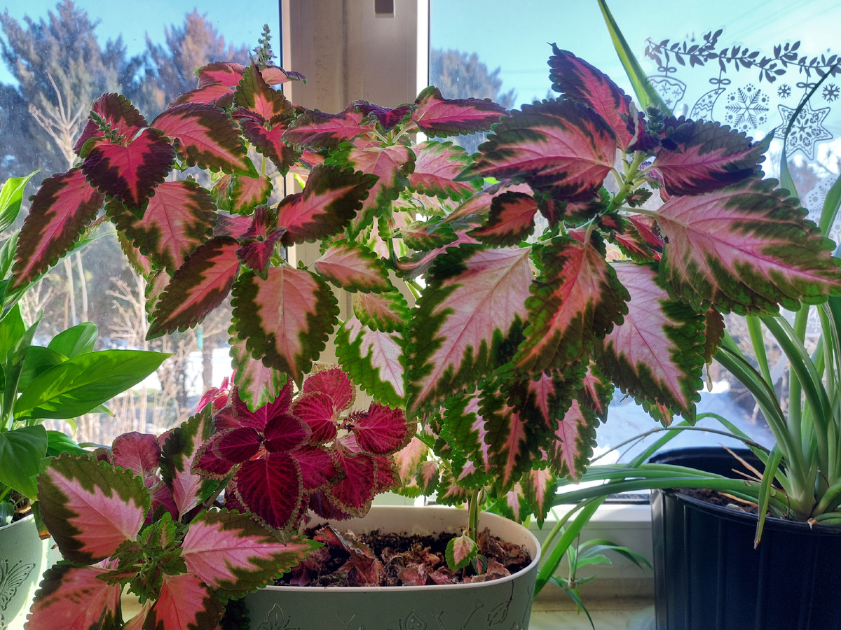 Колеус зимует 