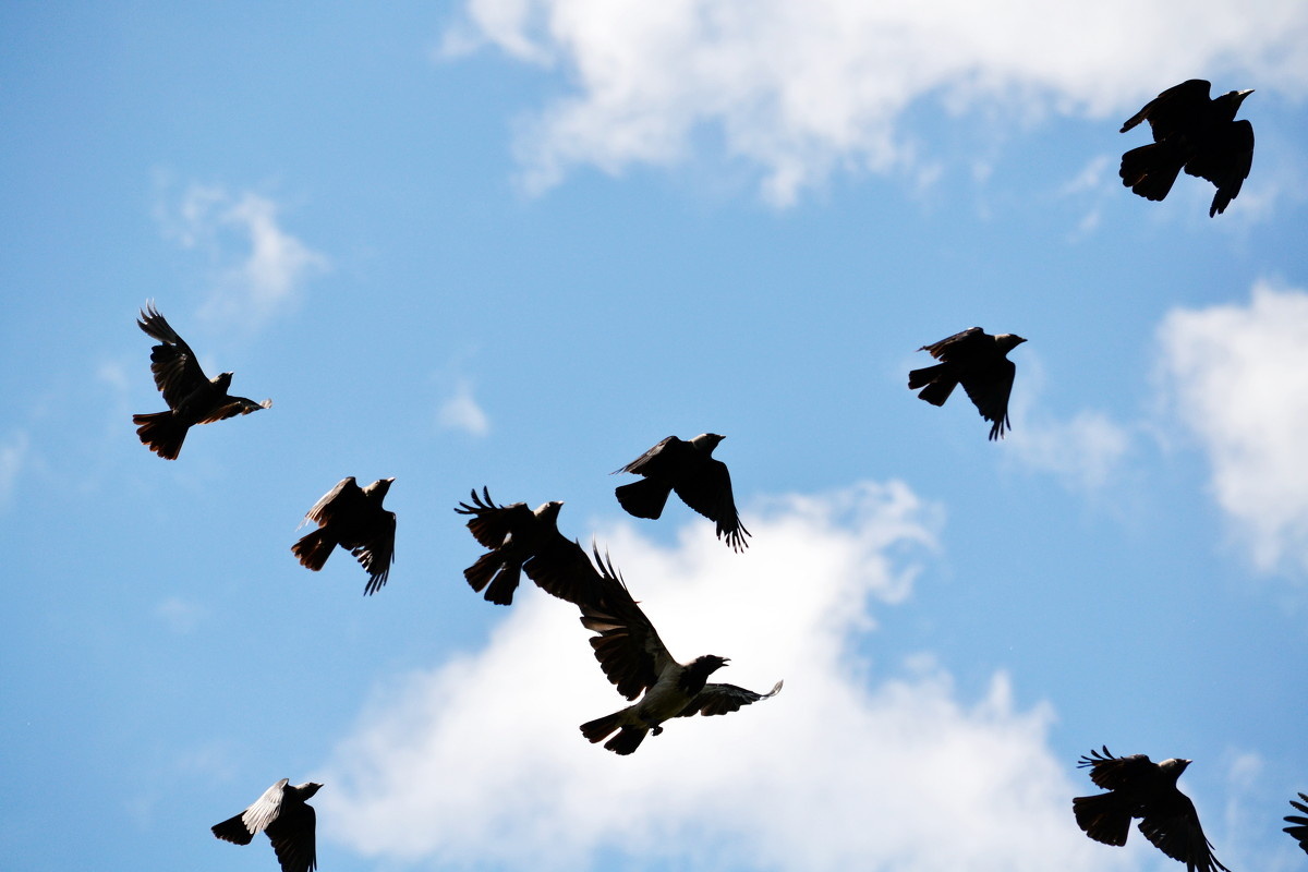 картинка из интернета