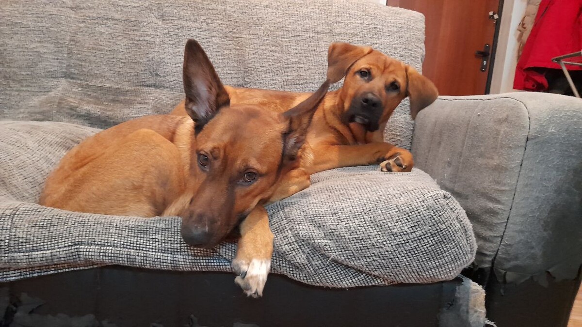 Наши мальчики-зайчики, Фокс и Бояка