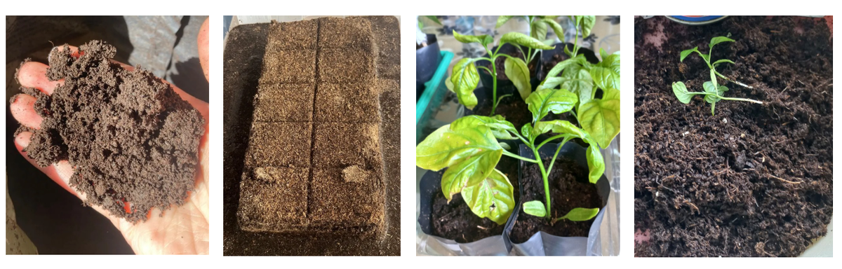 Фотоколлаж: субстрат с виду идеальный, а рассада пропадает — что не так?